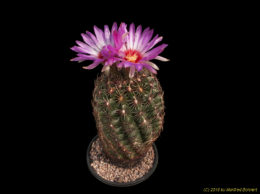Thelocactus schwarzii 805